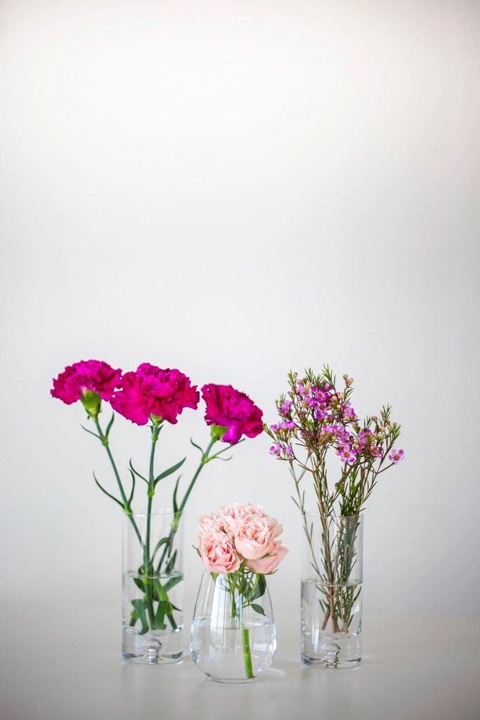 Sweet Carnation